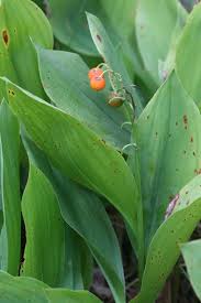Attēlu rezultāti vaicājumam “Convallaria majalis leaf”