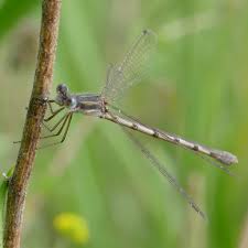 Attēlu rezultāti vaicājumam “Lestidae”