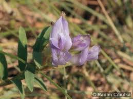 Attēlu rezultāti vaicājumam “Astragalus arenarius”