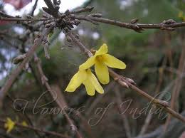 Attēlu rezultāti vaicājumam “Forsythia suspensa flower”