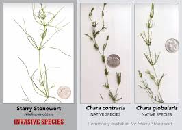 Attēlu rezultāti vaicājumam “Chara contraria”