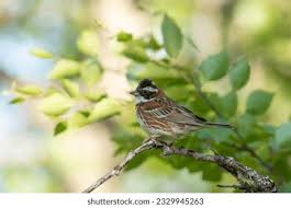 Image result for Emberiza rustica