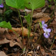 Attēlu rezultāti vaicājumam “Viola mirabilis”
