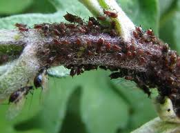 Attēlu rezultāti vaicājumam “Macrosiphoniella absinthii”