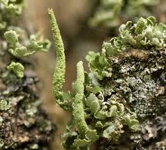 Attēlu rezultāti vaicājumam “Cladonia coniocraea”
