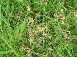 Attēlu rezultāti vaicājumam “Luzula multiflora”