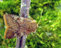 Attēlu rezultāti vaicājumam “Cerastis leucographa”