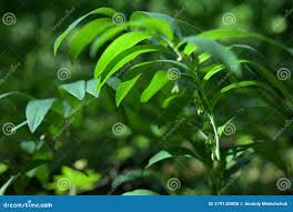 Attēlu rezultāti vaicājumam “Polygonatum multiflorum  leaf”