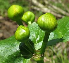 Attēlu rezultāti vaicājumam “Oenothera rubricauli bud”