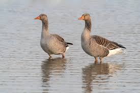 Attēlu rezultāti vaicājumam “Anser anser”