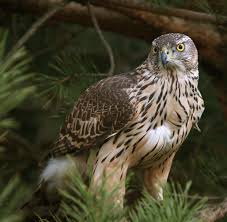 Attēlu rezultāti vaicājumam “Accipiter gentilis adult”
