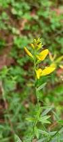 Image result for Genista tinctoria