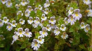 Image result for Euphrasia stricta