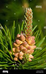 Attēlu rezultāti vaicājumam “Pinus sylvestris male flower”