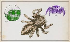 Image result for spider