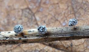 Attēlu rezultāti vaicājumam “Didymium difforme spores”