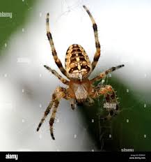 Attēlu rezultāti vaicājumam “Araneus diadematus female”