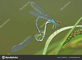 Attēlu rezultāti vaicājumam “Erythromma najas”