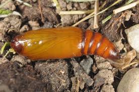 Attēlu rezultāti vaicājumam “Protoschinia scutosa”