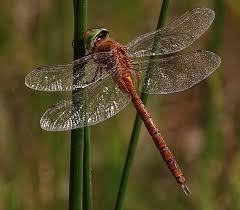 Attēlu rezultāti vaicājumam “Aeshna isoceles”