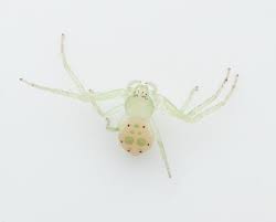 Attēlu rezultāti vaicājumam “Thomisidae”