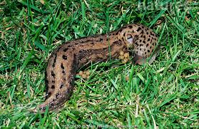 Attēlu rezultāti vaicājumam “Limax maximus”