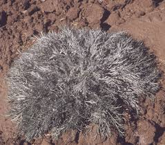 Image result for Artemisia caudata