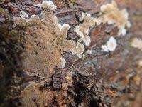 Attēlu rezultāti vaicājumam “Elmerina caryae”