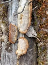 Attēlu rezultāti vaicājumam “Gloeophyllum trabeum”