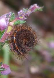 Attēlu rezultāti vaicājumam “Diacrisia sannio larva”