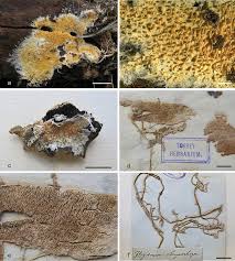 Attēlu rezultāti vaicājumam “Phlebia serialis”