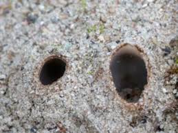 Attēlu rezultāti vaicājumam “Geopora arenicola”