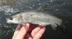 Image result for Ctenopharyngodon idella