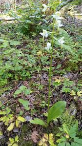 Attēlu rezultāti vaicājumam “Platanthera chlorantha flower”