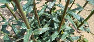 Attēlu rezultāti vaicājumam “Hieracium umbellatum bud”