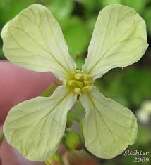 Attēlu rezultāti vaicājumam “Raphanus raphanistrum”