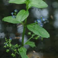 Attēlu rezultāti vaicājumam “Veronica beccabunga”