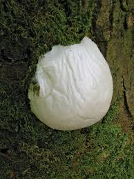 Attēlu rezultāti vaicājumam “myxomicetes”