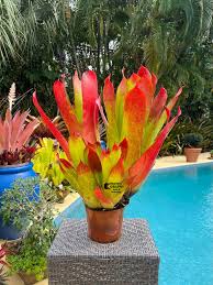 Attēlu rezultāti vaicājumam “Fuligo laevis”