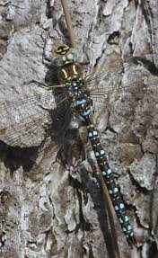 Attēlu rezultāti vaicājumam “Aeshna juncea male”