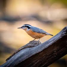 Image result for Sitta canadensis