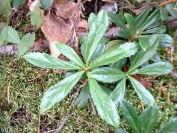 Attēlu rezultāti vaicājumam “Chimaphila umbellata leaf”