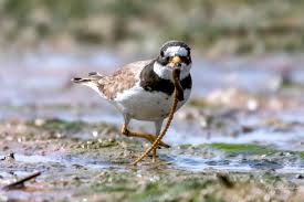 Attēlu rezultāti vaicājumam “Charadrius hiaticula adult”