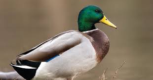 Attēlu rezultāti vaicājumam “Anas platyrhynchos male”