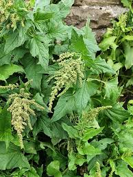 Attēlu rezultāti vaicājumam “Chenopodium bonus-henricus leaf”