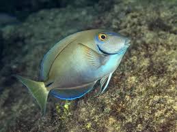 Image result for Acanthurus bahianus