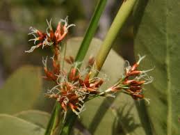 Attēlu rezultāti vaicājumam “Cladium mariscus”