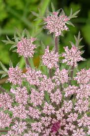 Attēlu rezultāti vaicājumam “Daucus sativus flower”