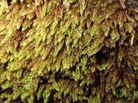 Attēlu rezultāti vaicājumam “Hypnum cupressiforme var. lacunosum sporophyte”