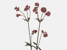 Image result for Astrantia majon `Abbey Road`
